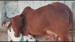 Sukhveer Dairy Farm: Pure Indian Breed Cow & Calf | A2 Milk
