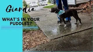 Giardia: What's in your puddles??