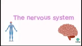 The Nervous System 🧠 | Homeostasis and response AQA GCSE Biology