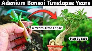 Adenium Bonsai Timelapse Years | 4 Years Bonsai Timelapse