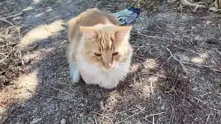 Clearing And Prepping My Garden Beds For Winter Food Production/Bonus Clip At The End