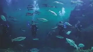 UK's Largest Aquarium - Dancing Scuba Divers