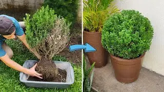 что мне делать, когда это произойдет / Refúgio Green