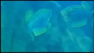 Lamprichthys.mov
