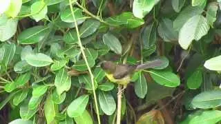 ENDEMIC - Dusky-headed Brush Finch - Atlapetes fuscoolivaceus - The Guacharos National Natural Park
