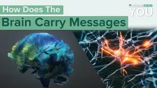 How Does the Brain Carry Messages?