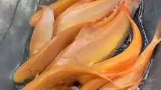 amazing! SoBeautiful fish a lot Findibg att Coled fish red fish at field