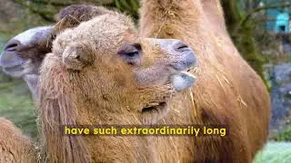 Why are The Eyelashes of A Camel So Long?