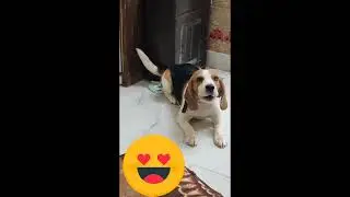 Funny dog🐶 leo #odd eyes beagle #trendingshorts 
