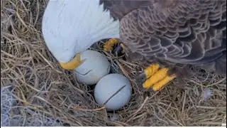 NEFL Eagles ~ Gabby & Beau Are On Pip Watch! They Will Be Watching & Listening Closely Now! 12.27.25