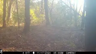 Browning Trail Cam: White-tailed Deer (mature male) 11/17/24 8:03am