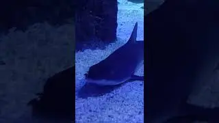 Talking Shark!