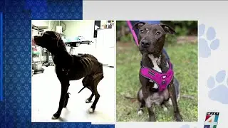 Help for local dog's care and rehabilitation