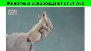 Животных освобождают от исследований in vivo