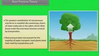 💧 Class 11 Biology &ndash; Long Distance Transport of Water