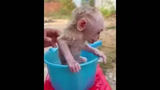 #monkeyface #monkey #monkeybaby #monkeycute #monkeys #monkeyfunny #monkeylove #funny #animals