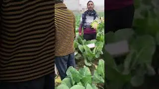 Foolgobhi kavita 810 #Farming#deelar#Farmar#villagelife#agriculture  पुष्पेंद्र कुमार 7983344274