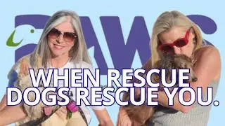What Could Paw-sibly Go Wrong: The Rescues That Change Lives