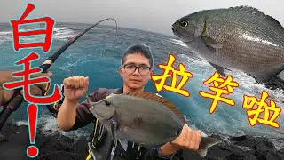 必看！拉竿！拉竿！再拉竿！白毛給它釣起來！！！【小女人嶼】【澎湖磯釣】【大緯釣魚趣】