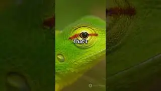 Green Anole: The Coolest Little Lizard You Never Knew! #GreenAnole #CoolLizard #HiddenWildlife