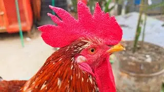 Beautiful Rooster Breeds | Rooster Sounds In The Morning | Rare Rooster ShowCompilation 2024
