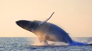 Meet A Naturalist: Top Whale Watching Tips