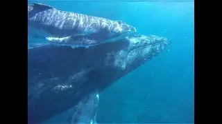 Snorkelling with the Whales at Azura Benguerra Island in Mozambique