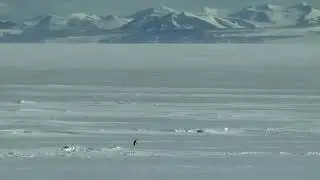 The Mountain Penguin (L'Amour toujours)