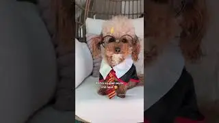 Костюм собаки из Гарри Поттера! На Хэллоуин 🐾🧙🏻&zwj;♀️🐩 #собака #шорты