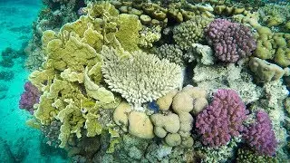 Sataya reef, coral