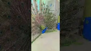 #beautiful #birds #video