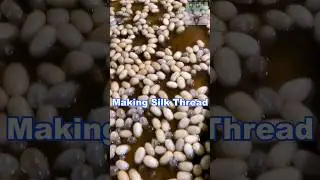 Silk thread making process #silkworm