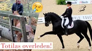 Totilas overleden & kritiek onder video van Matt Harnacke! | felinehoi HINNIKEN #24