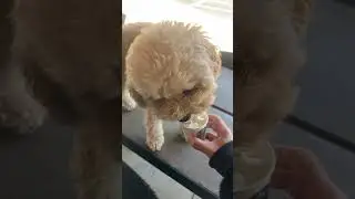 Pup Cup Saturday #maltipoo