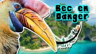 Grand Calao de C&eacute;l&egrave;bes | Documentaire Animalier