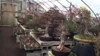 Bonsai West Massachusetts