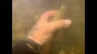 Blackwater meg tooth