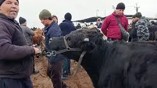 Gʻurumsaroy mol bozori semiz va boqma buqa narxlari 11.12.2025.