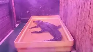 Alligator Sanctuary in Michigan! Winter Tour of the Gift Shop...