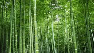 China promotes bamboo as sustainable substitute for plastics