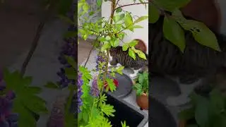 LuCa watches LuCia (5) #itsluca #Luca #watchcat #sweet #cats #gatto #chat #alleliebenluca