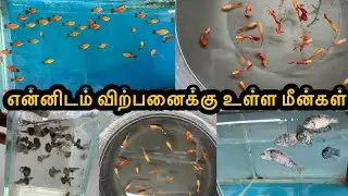 என்னிடம் விற்பனைக்கு உள்ள மீன்கள்|Erode|Guppy|All In Our Fishes|Sales |Aquarium#petslovechannel 