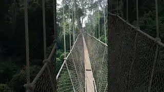 Kakum Canopy Walk in Kakum National Park Ghana #Africa #Ghana #Canopywalk #WestAfrica #Travel #Short