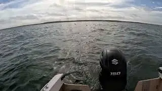 Bonito fishing in Cape Cod