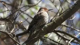 Northern Flicker Call (Colaptes auratus)