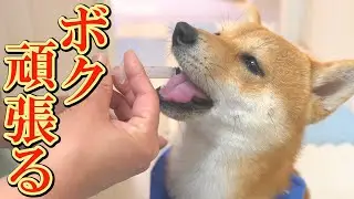 アレルギーと闘う柴犬の変化と協力的な姿勢に、感謝の気持ちでいっぱいになりました。