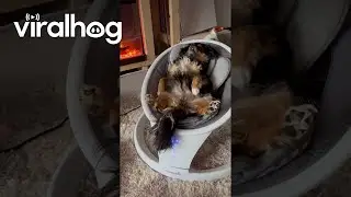 Baby and a Dog Chilling || ViralHog