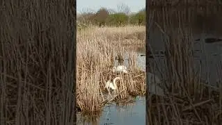 Swans Building Up the Nest.  Saint Clair Metropark