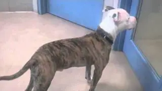 Bruce is an American Pit Bull Terrier available at the Wisconsin Humane Society.m4v