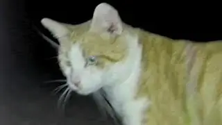 Me and Orange just hanging outside